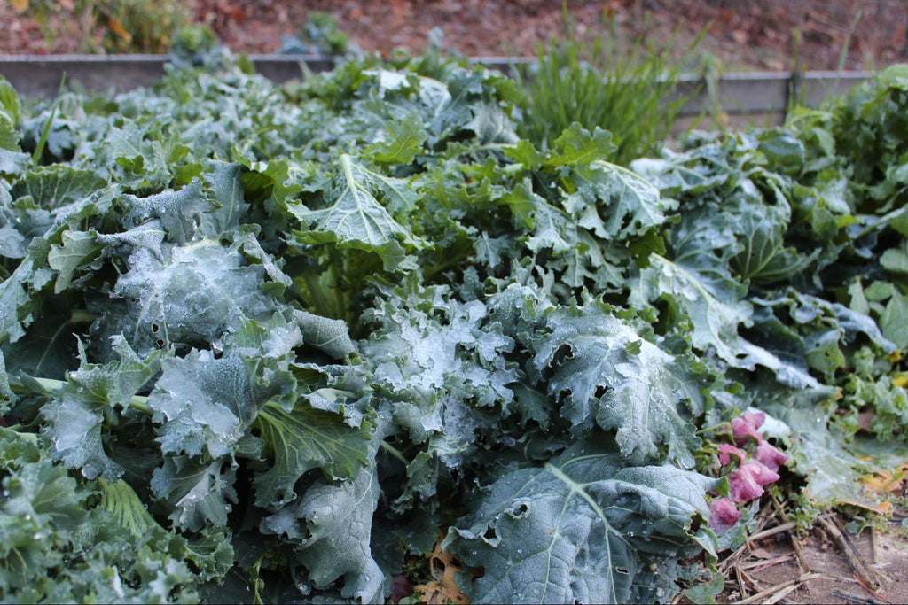 Brassicas growing in cold weather