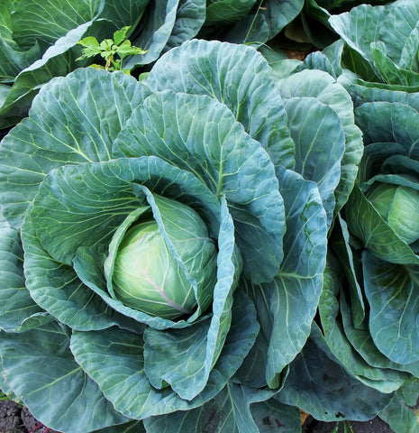 Cabbage Head