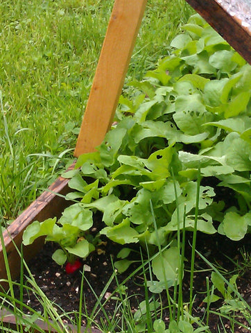 Radishes in a Cold Frame