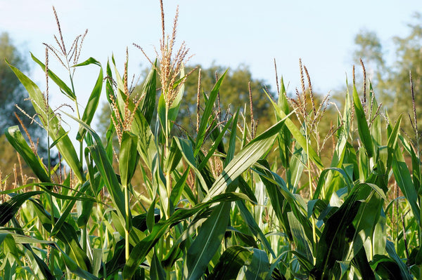 corn plants with tassels