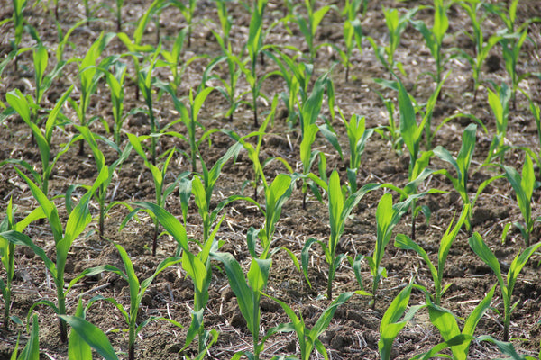 Monoculture is the growing of a single crop on the same piece of land year after year.