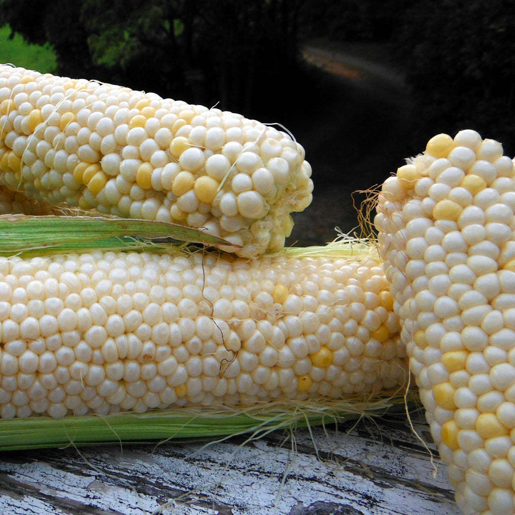 Country Gentleman Corn