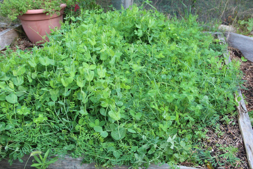 Cover crops for fall gardening