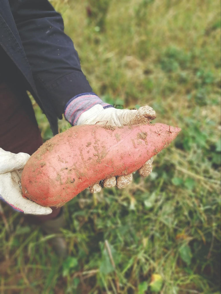 Covington Sweet Potato