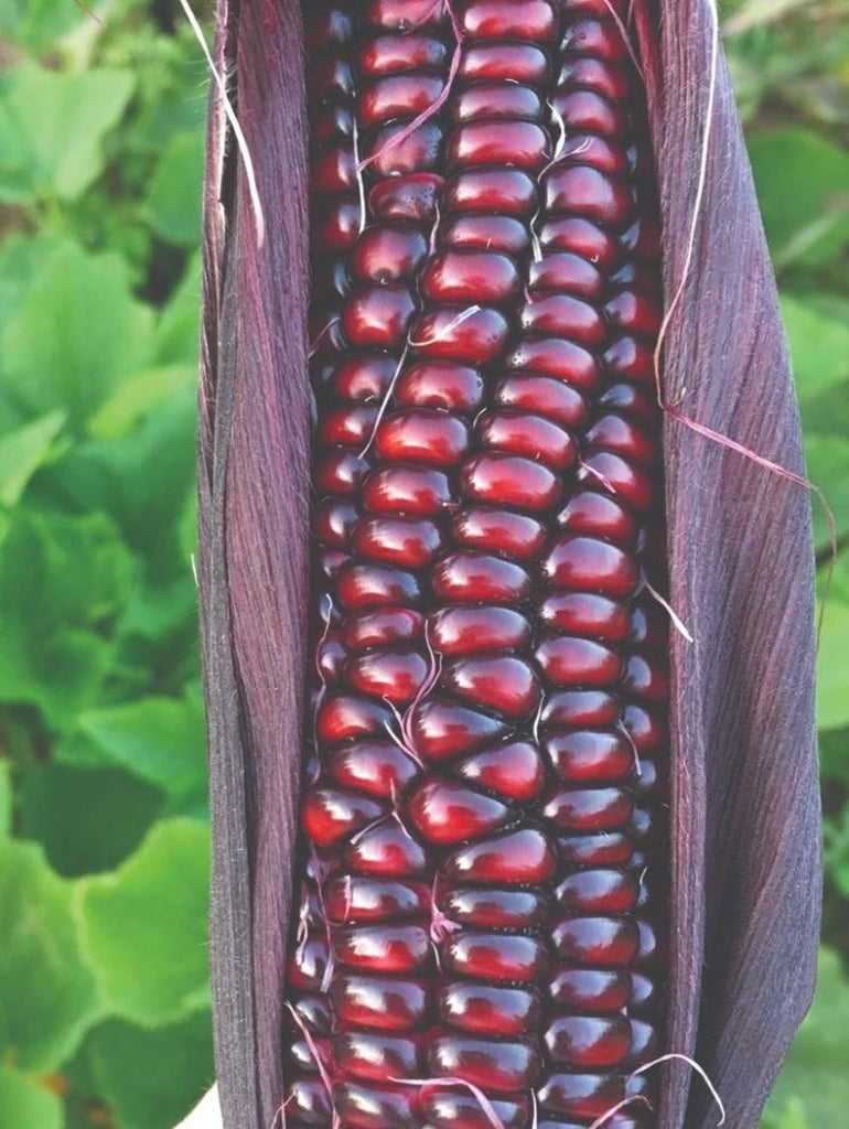 Double Red Corn