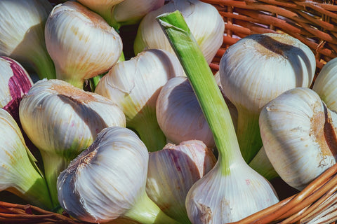 Fresh garlic in a basket