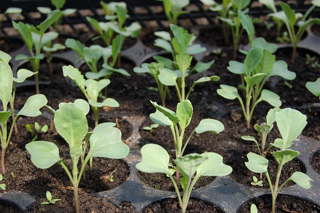 Greens sprouting in tray