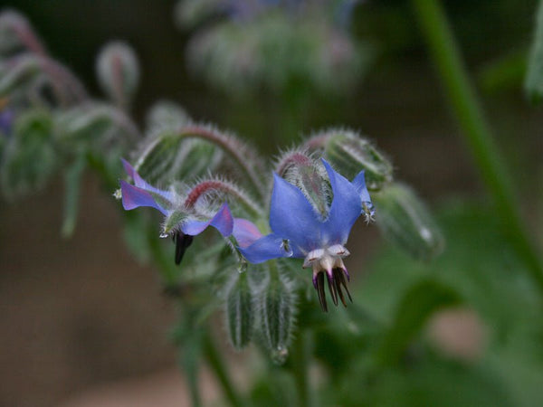Borage piercing blue and purple flowers are edible in salads and make a delicious, soothing tea.