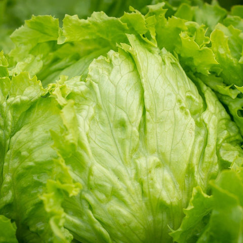 Different Types of Lettuce: A Vocabulary Guide for English