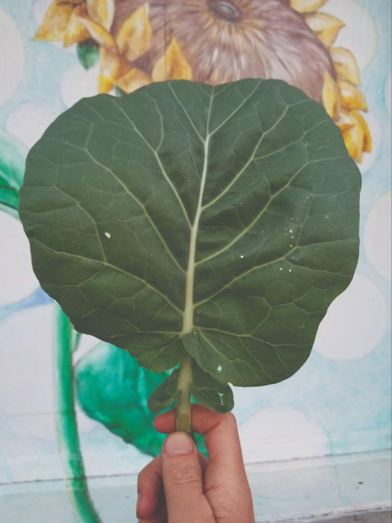 Large Jersey Cabbage Leaf