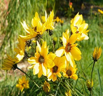 How to grow Jerusalem Artichokes from Sow True Seed, open pollinated, USDA organic, and non GMO.