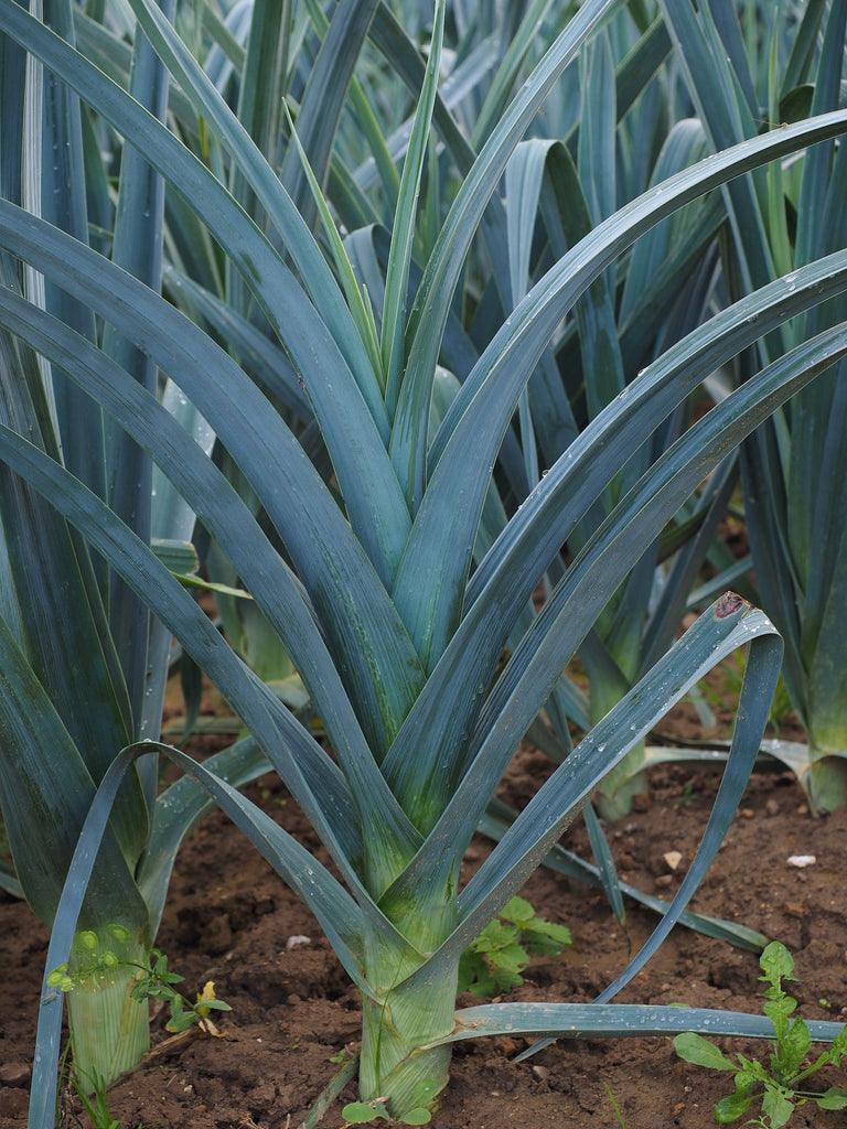 growing leeks