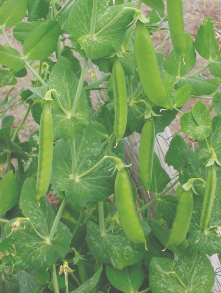 Mammoth Melting Sugar Peas