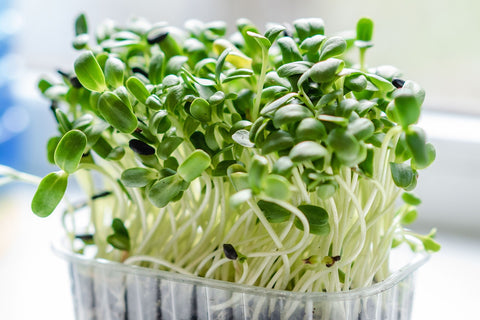 Microgreens growing