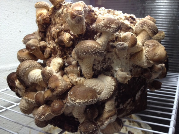 Grow your own mushrooms with Sow True Seed mushroom starter kit! 