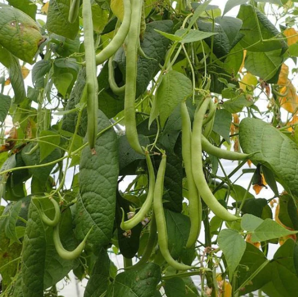 pole beans