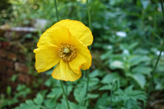 Yellow Poppy with Green Foliage Background