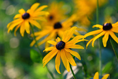 Black Eyed Susan Flower Foreground and Background