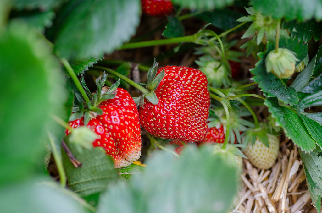 How to Grow Strawberries in Your Garden