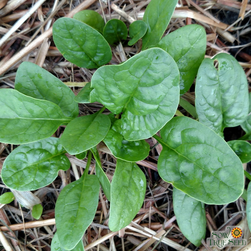 Bloomsdale Long Standing Spinach