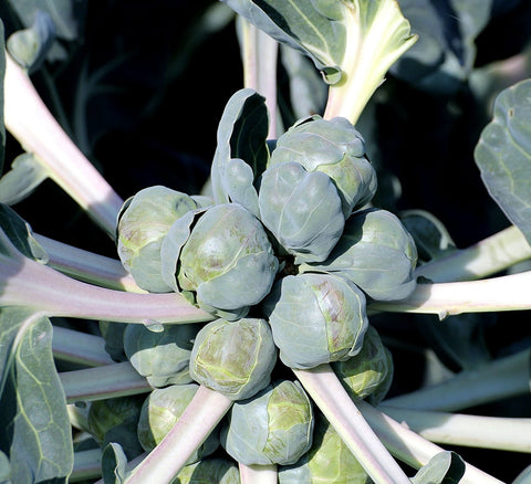 Brussels Sprouts on Plant