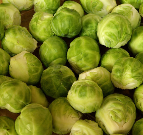 Brussels Sprouts Harvested Close Up