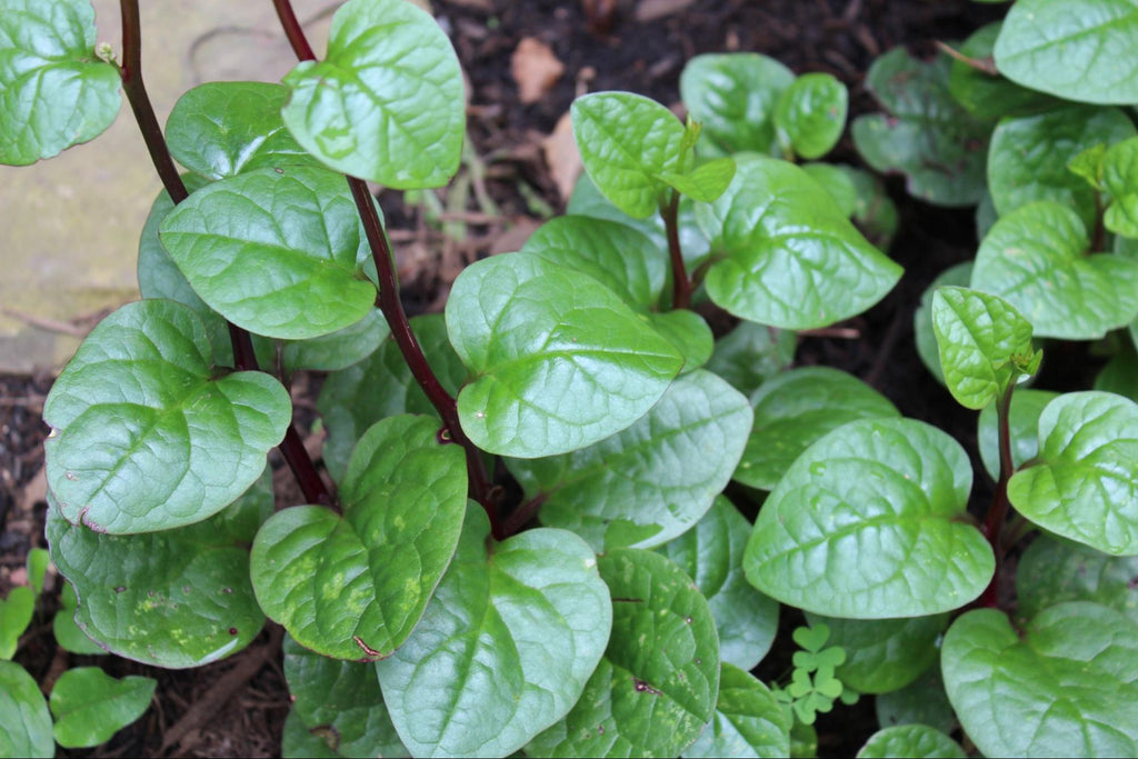 Summer Spinach