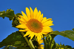 Large Yellow Sunflower on Blue Sky