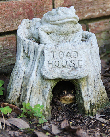 Store Bought Toad House