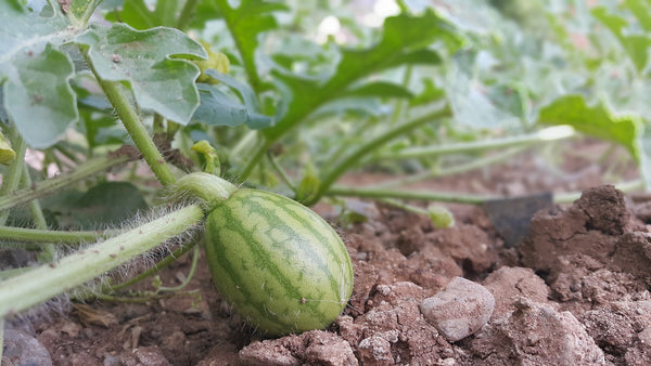 baby watermelon on a plant
