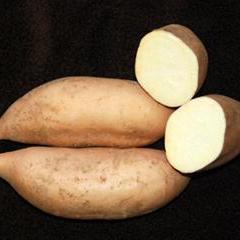 White Bonita Sweet Potatoes