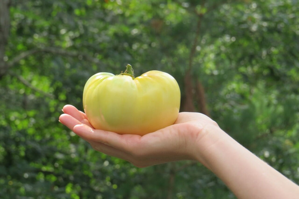 yellow tomato