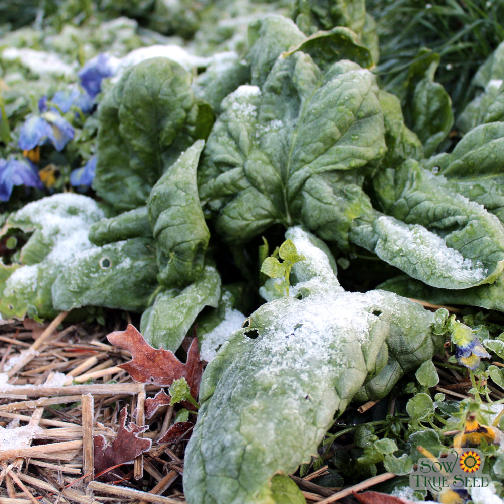 Winter Giant Spinach