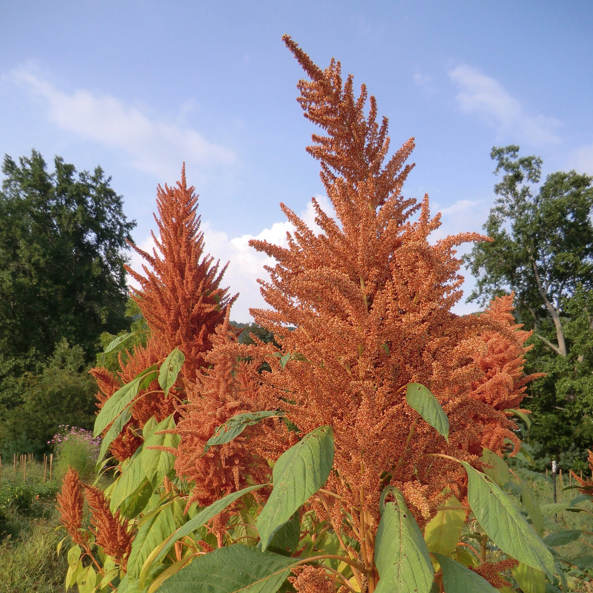 Amaranth Seeds- Golden Giant, ORGANIC | Sow True Seed