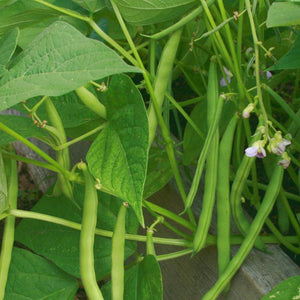 Bush Bean Seeds - Provider, ORGANIC | Sow True Seed