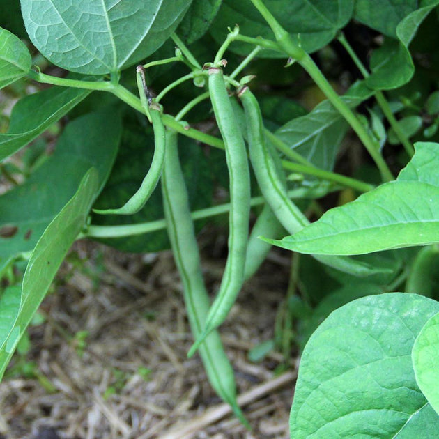 Bush Bean Seeds - Tendergreen | ORGANIC | Sow True Seeds | Open ...