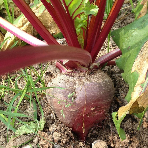 bulls blood beet seedlings