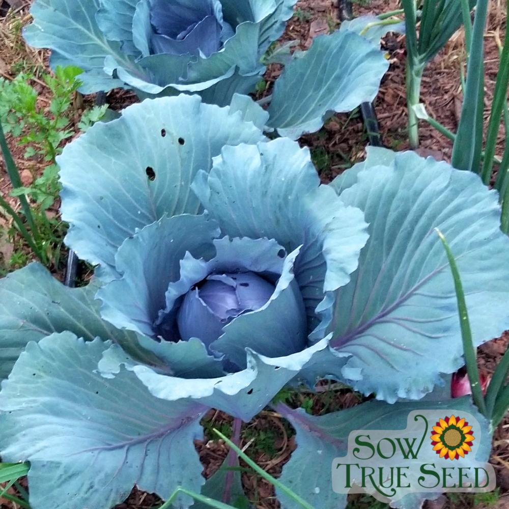 Cabbage - Red Acre | Sow True Seed