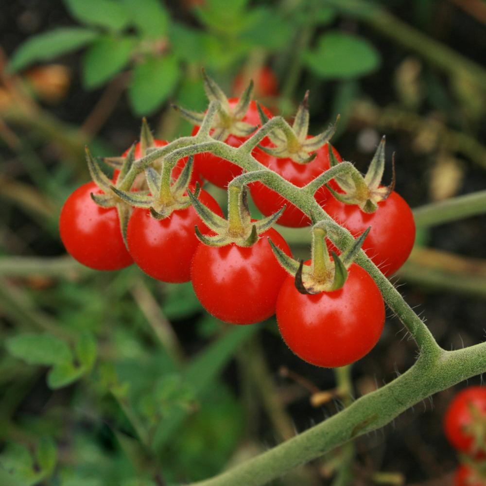 sweetie tomato