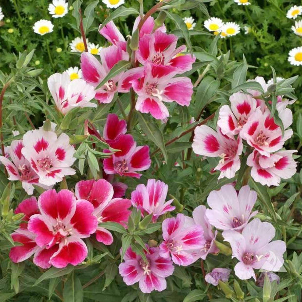 Clarkia seed Godetia Dwarf Frilly pink and white