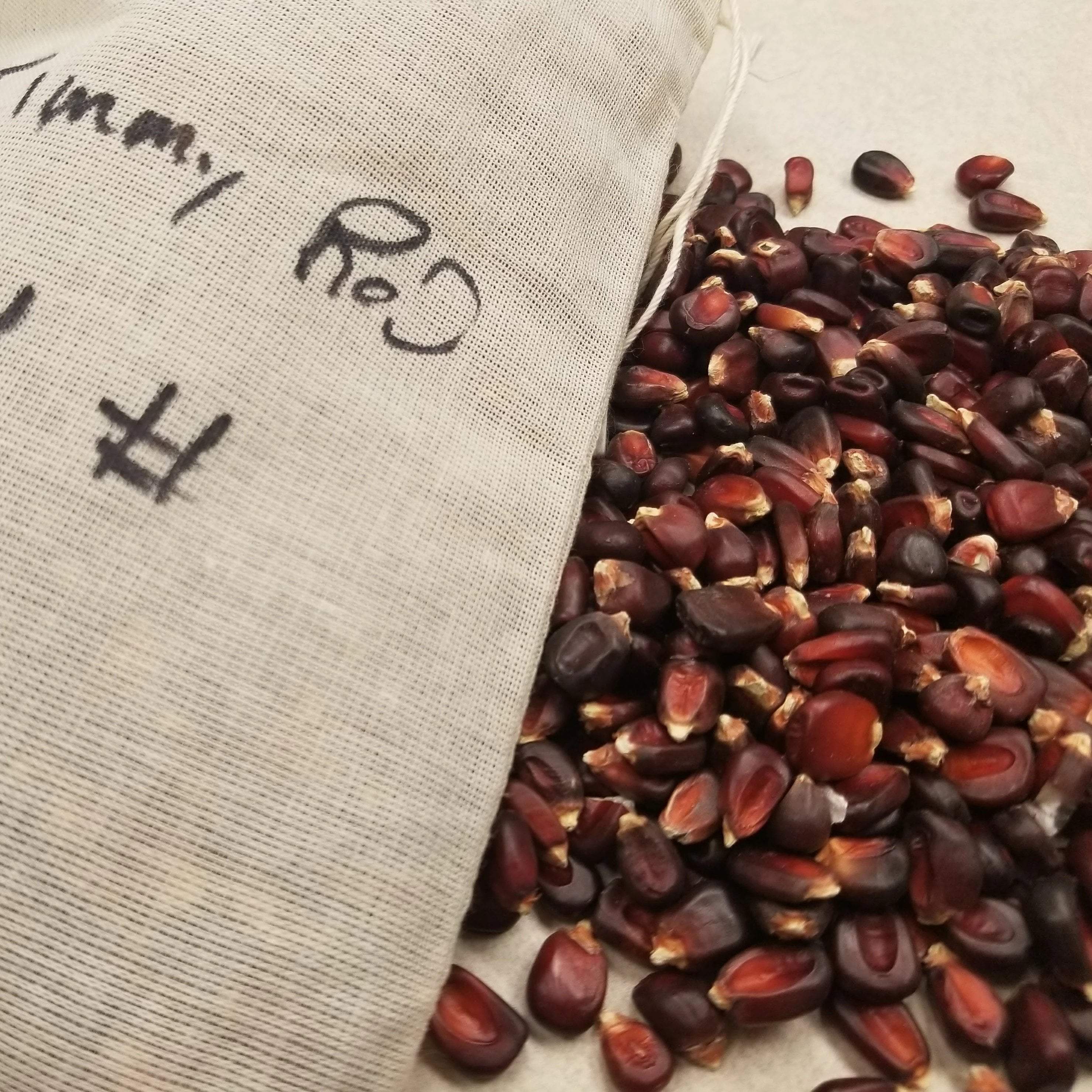 Kridt afbrudt Arrangement Dent Corn Seeds - Jimmy Red | Sow True Seed