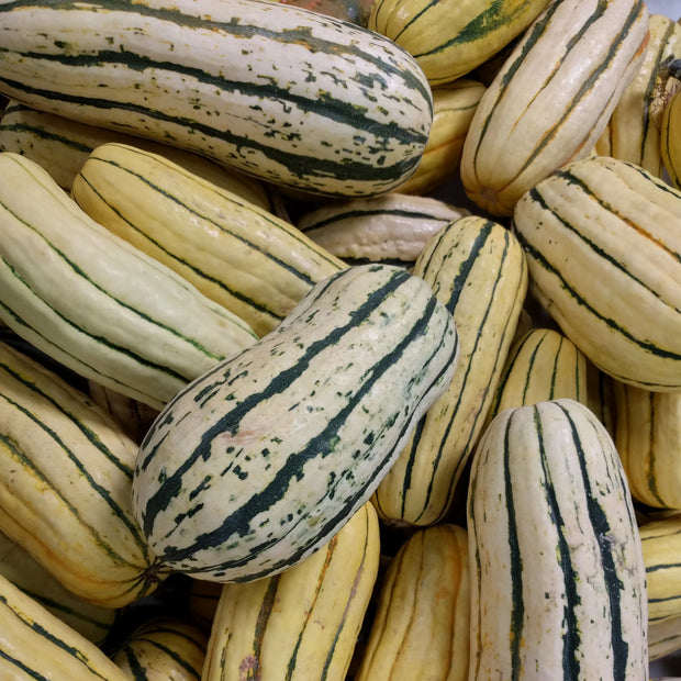 Winter Squash Seeds | Delicata Bush | ORGANIC | HEIRLOOM – Sow True Seed