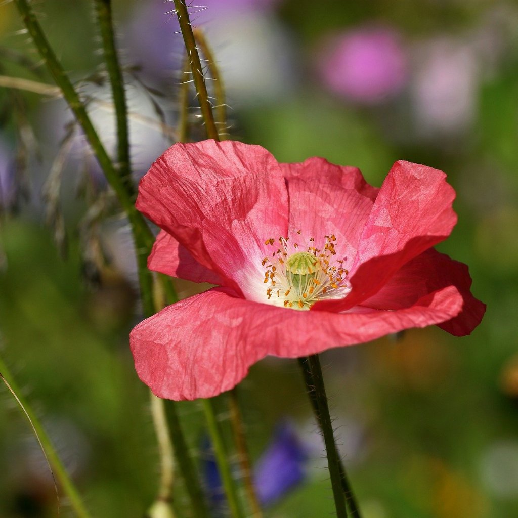 Poppy Seeds Corn Mix Sow True Seed