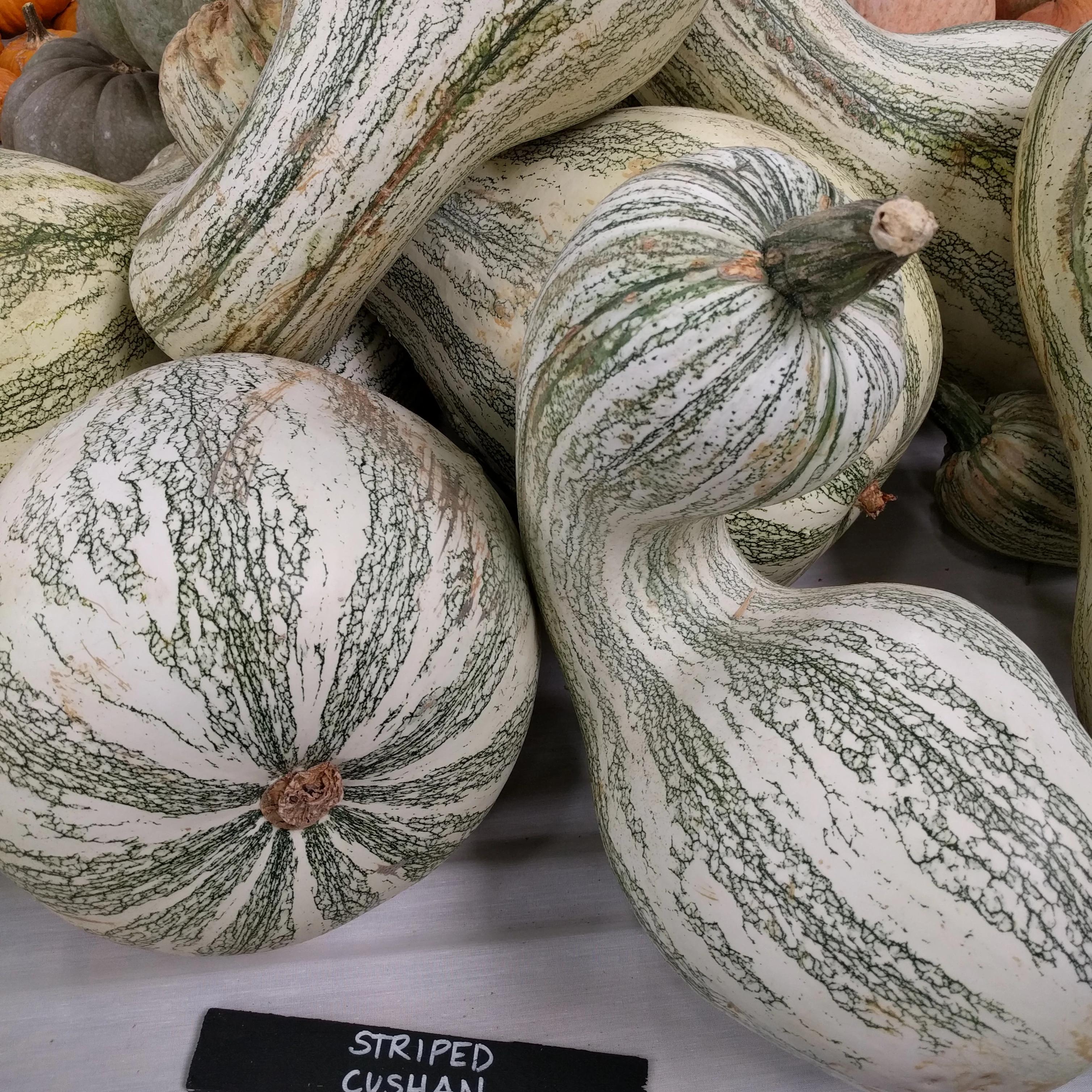 Winter Squash Seeds Cushaw Green Striped Sow True Seed