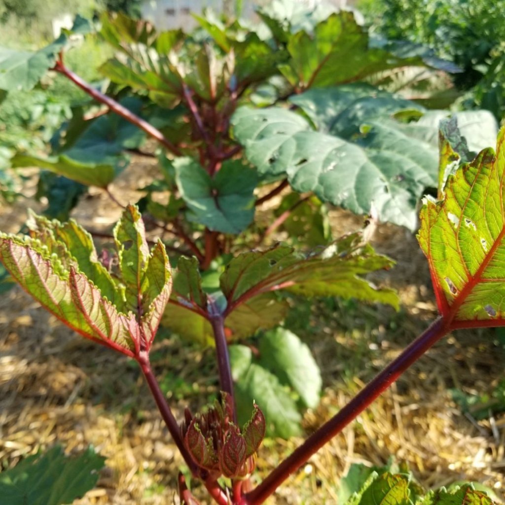 jing orange okra