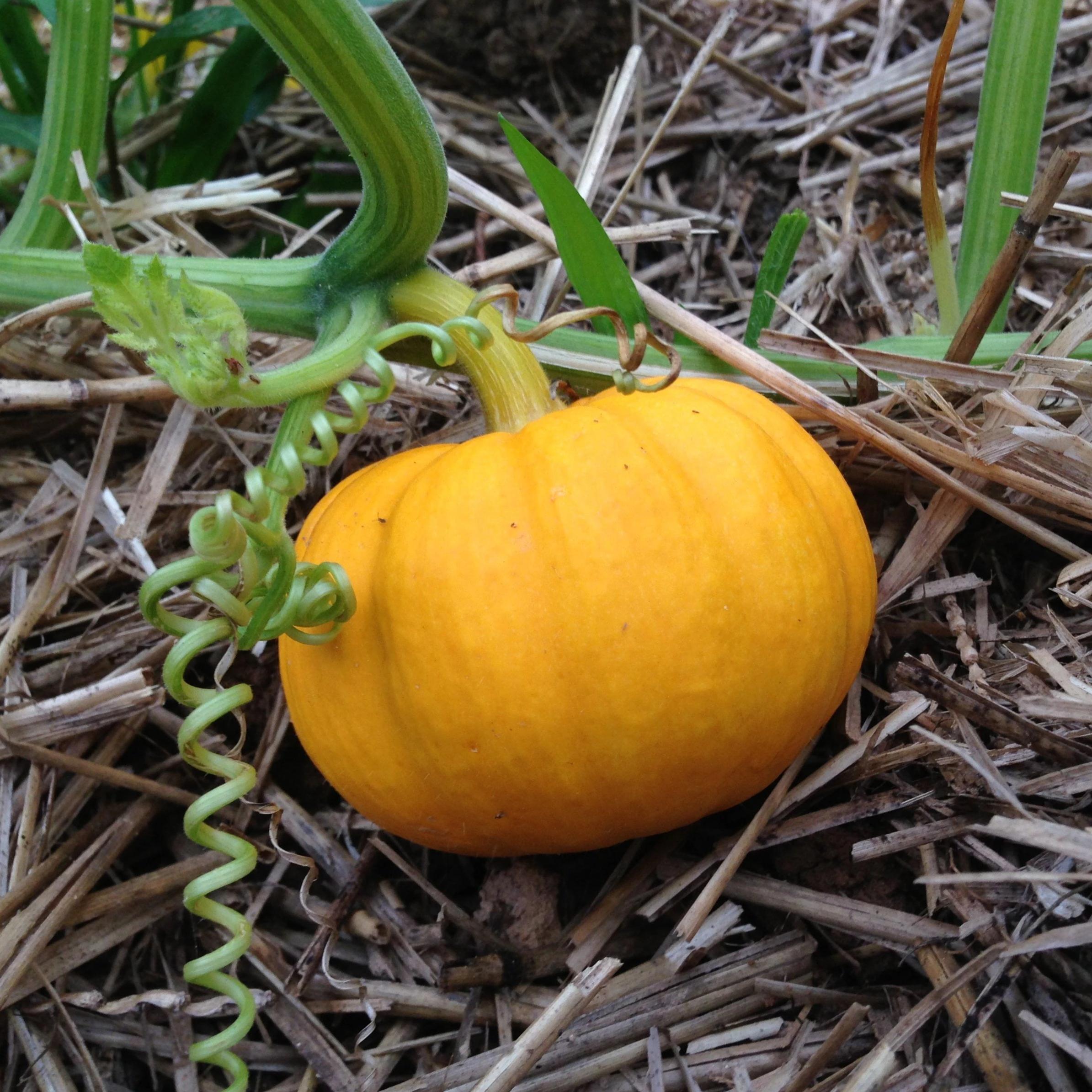 Featured image of post Simple Way to Jack B Little Pumpkins