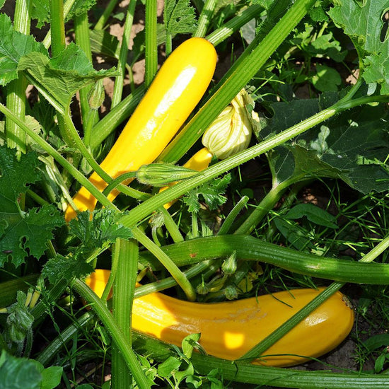 Summer Squash Seeds - Early Prolific Straight Neck | Sow True Seed