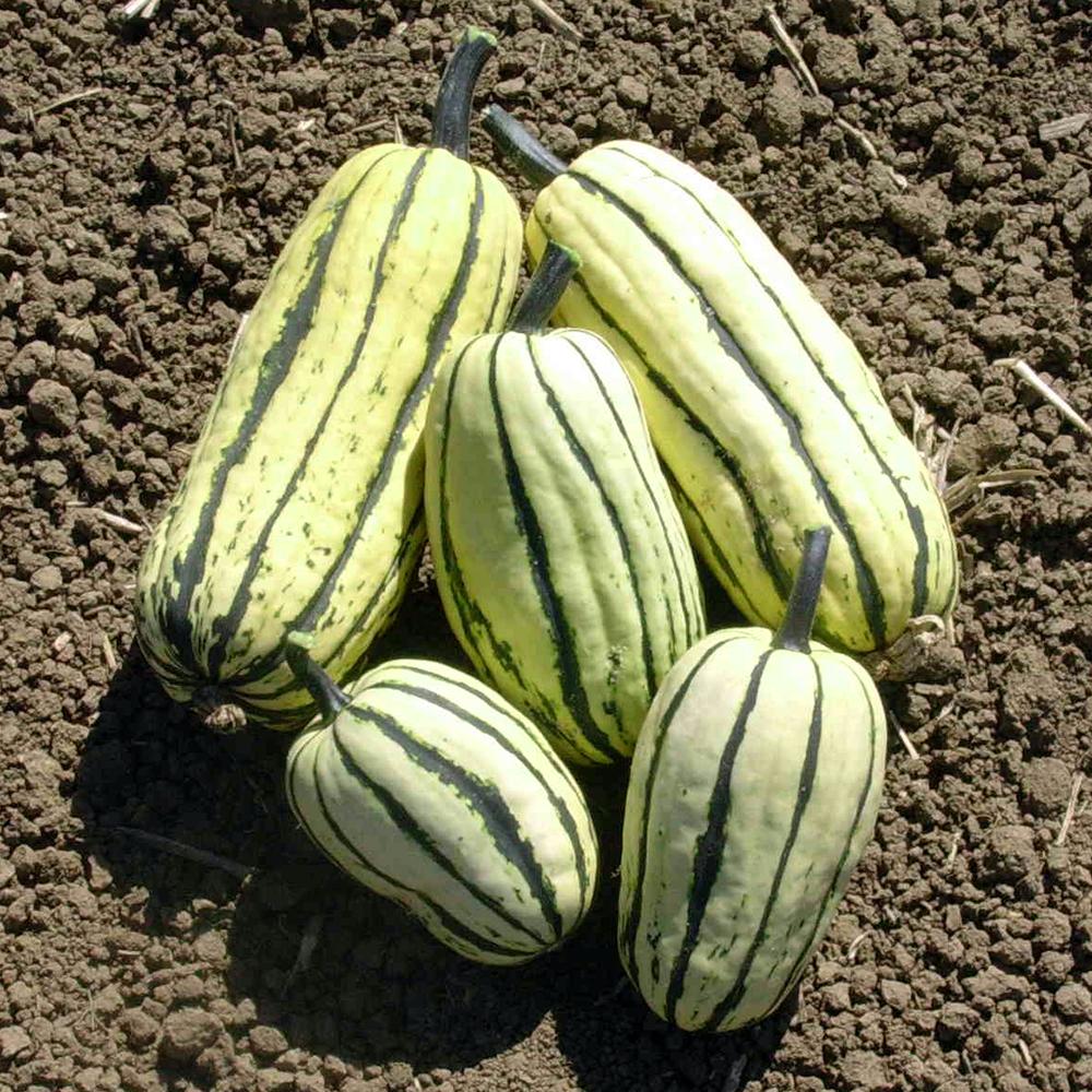 Winter Squash Seeds Delicata Bush Sow True Seed