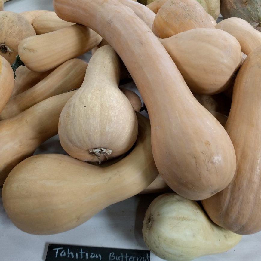 Winter Squash Seeds Tahitian Butternut Sow True Seed