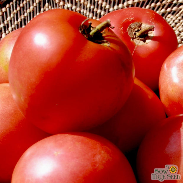 Slicing Tomato Seeds Arkansas Traveler Organic Heirloom Sow
